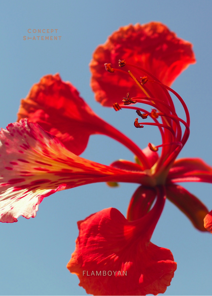 Flor di Flamboyan Curacao